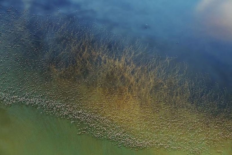 2. Тысячи фламинго над озером Натрон в Танзании. Фото: Хао Джиянг. Второе место в категории «Природа» 