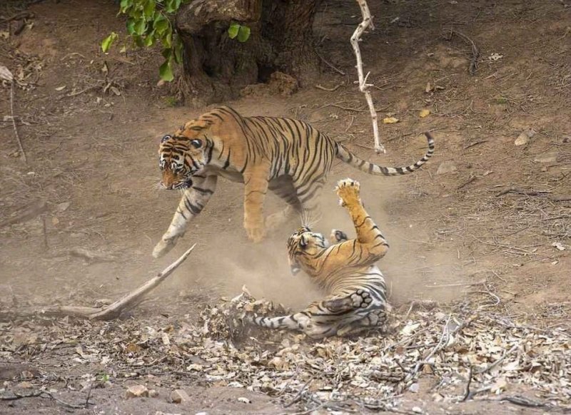 Фотографу удалось снять жесткую схватку тигрицы и взрослым самцом, который вторгся на её территорию.