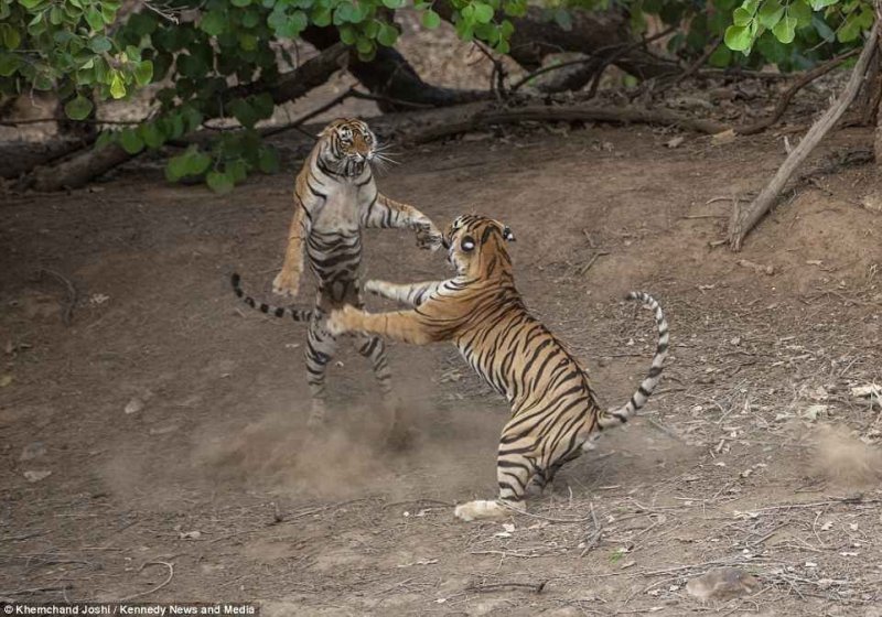 Самки тигров обычно мельче самцов, но тут силы и размеры были равны.