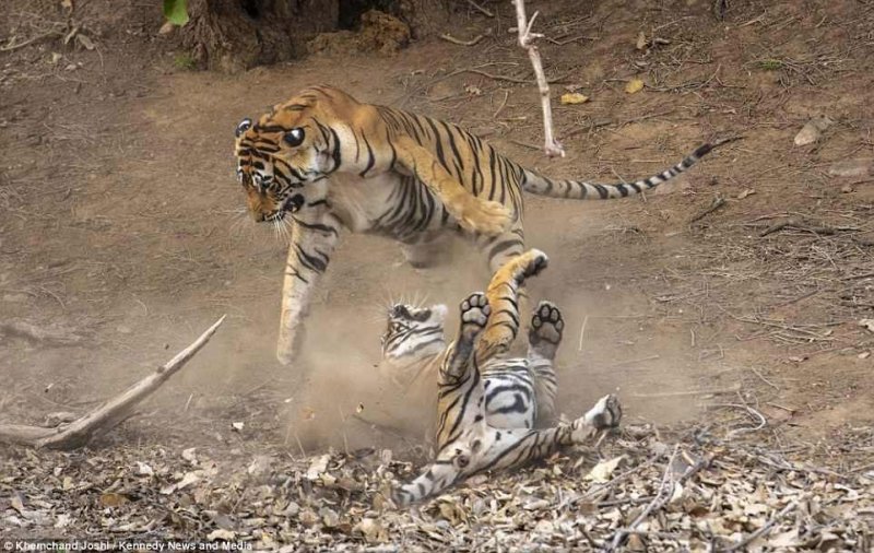 Бенгальские тигры с севера Индии и из Непала являются более крупными, чем тигры юга индийского субконтинента, самцы которых в среднем весят 235 кг.