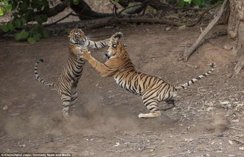 Битва тигров в Национальном парке Рантхамбор, 2018 год.