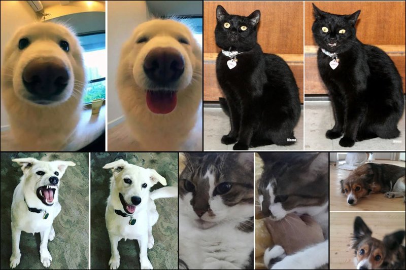 17 доказательств, что доброе слово приятно только собаке, а кошкам — все равно