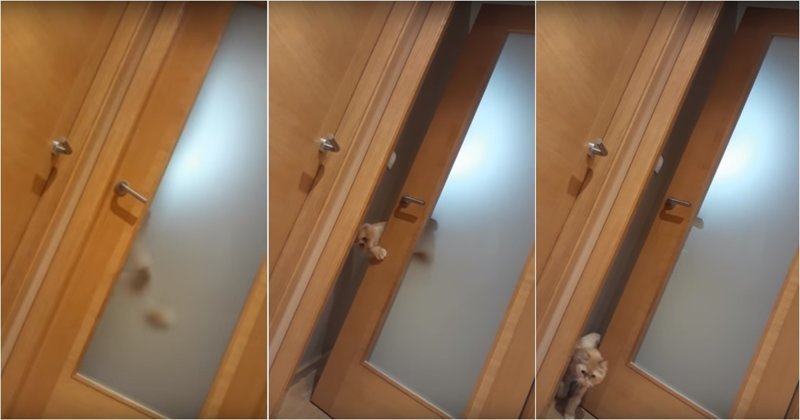 Умный кот научился самостоятельно открывать дверь