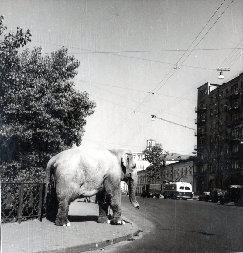 Уголок Дурова 1953 год