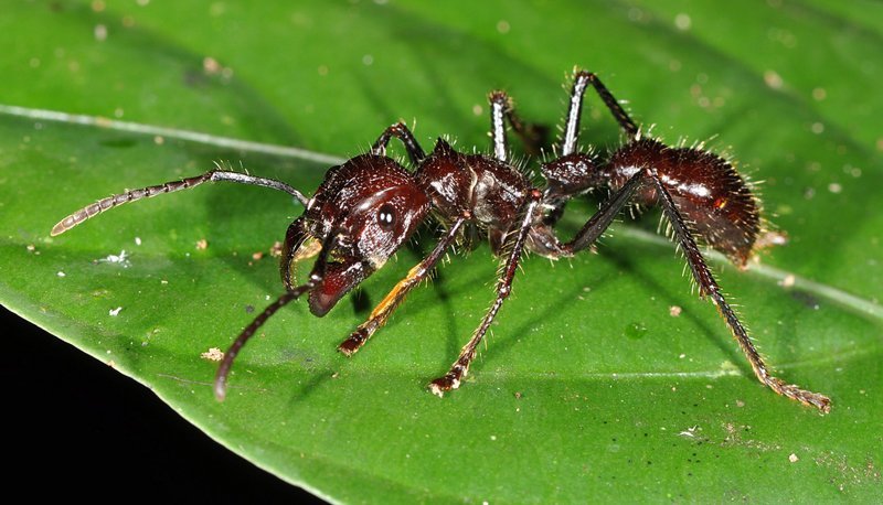 Виды муравьев в России и мире