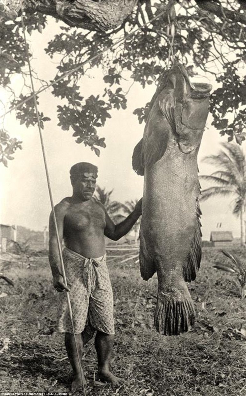 Гигантская рыбина "групер", пойманная Питером Сэвиджем на острове Моа, Торрес-Стрейт, Квинсленд, примерно 1920-1930 гг.