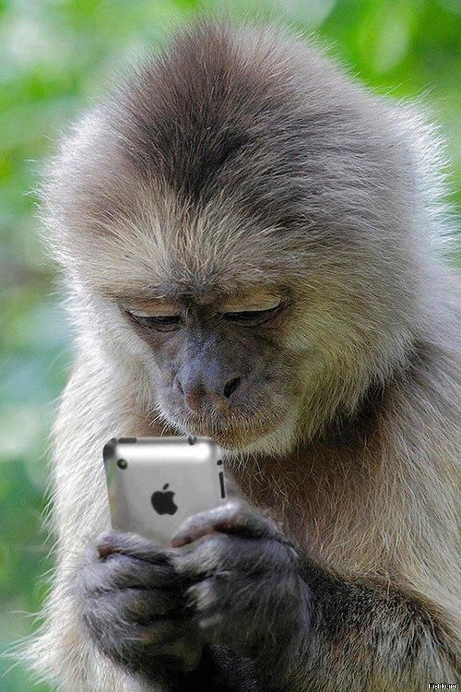 Фото обязаны. Смешные обезьяны. Смешная мартышка. Обезьяна с телефоном. Мартышка с телефоном.