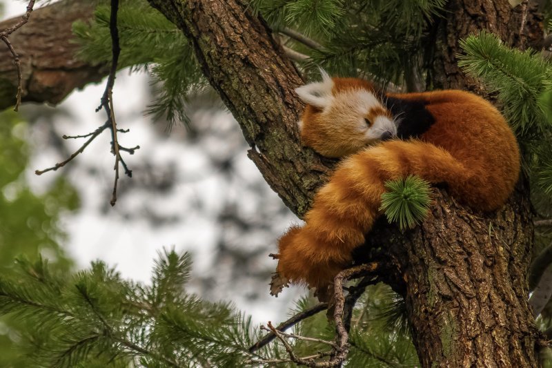 Спящая красная панда