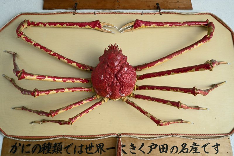 Безумный японец делает музыкальные инструменты из гигантских крабов-пауков