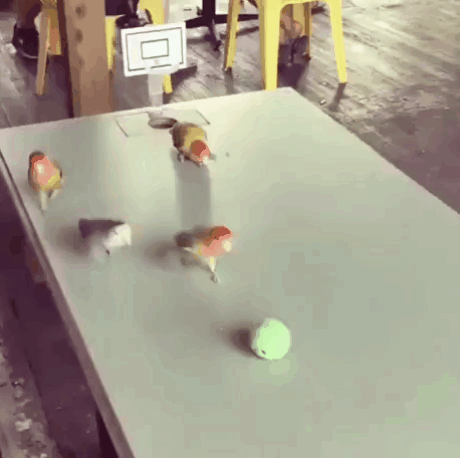 Ничего особенного, просто попугайчики играют в баскетбол