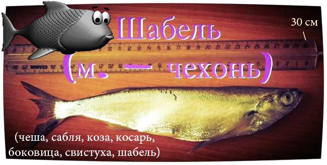 Рыбу-саблю хорошо знаете?