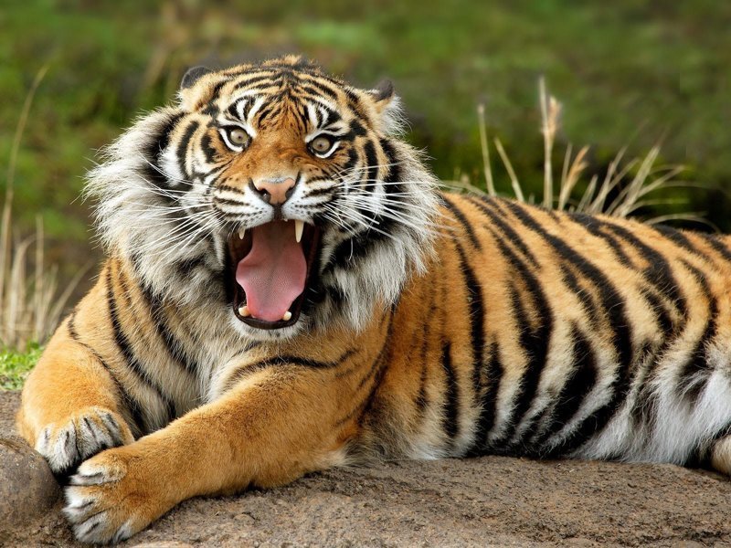 Кошачьи - Тигр
