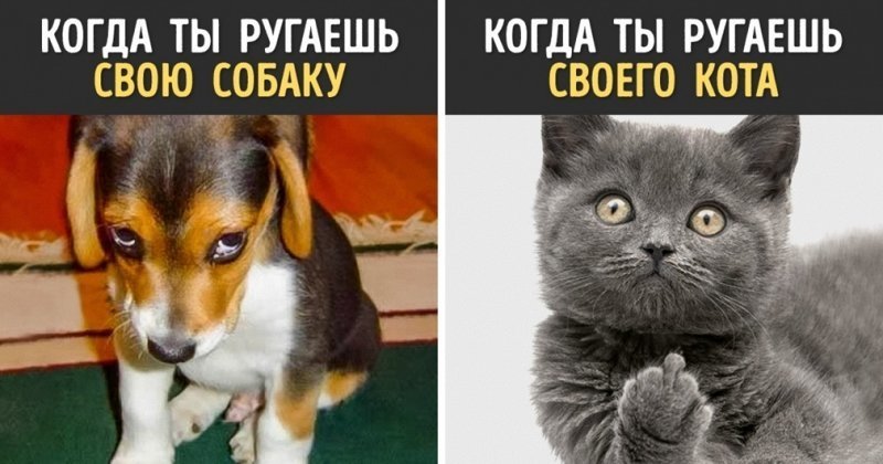 Кот или собака? Кого лучше завести