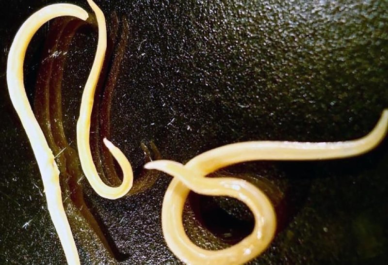 Команда российских учёных, работавшая с геологами Принстонского университета, США, смогла заставить замороженных червей вернуться к жизни