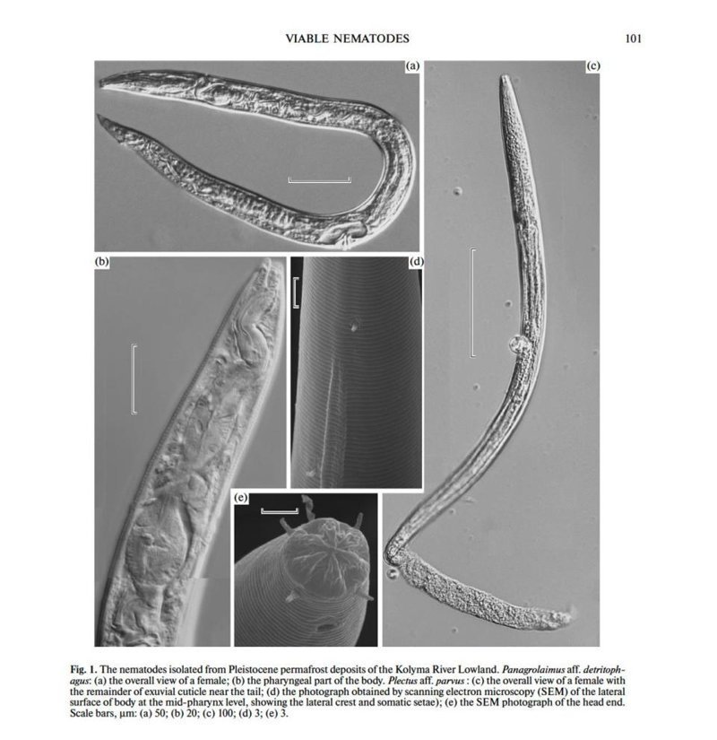Всего было проанализировано около 300 доисторических червей и в двух случаях нематоды оказались жизнеспособны