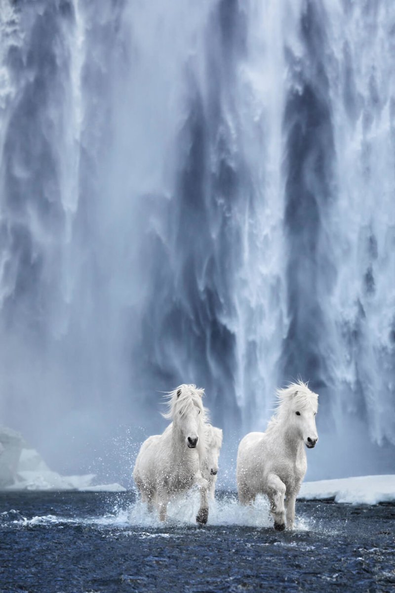 Сказка наяву: дикие лошади Исландии