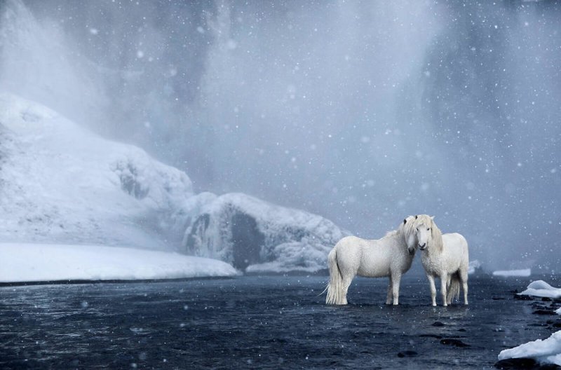 Сказка наяву: дикие лошади Исландии