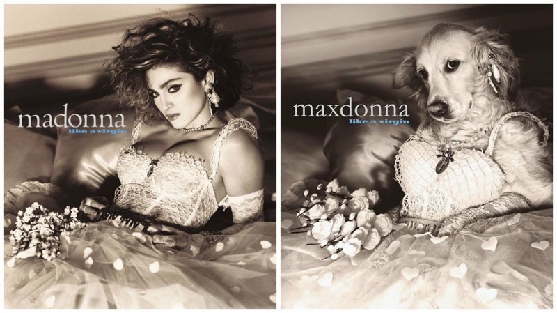 Пес Макс в роли Мадонны покорил даже ее саму