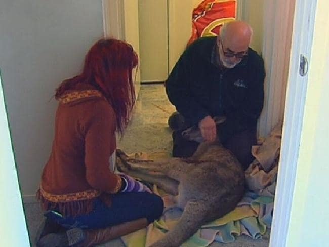 В Австралии кенгуру запрыгнул в окно дома, запаниковал и начал всё крушить