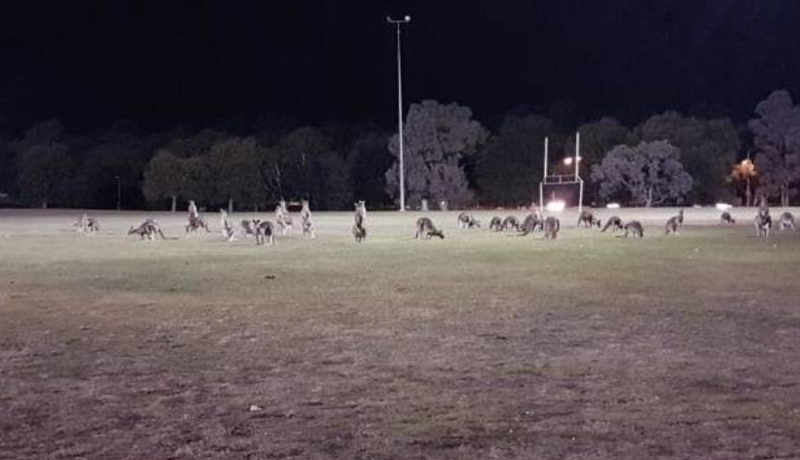 Десятки кенгуру неожиданно совершили целое нашествие на пригород столицы Австралии — Канберры
