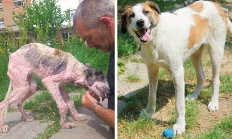 15. Больной бездомный пёс полностью преобразился после того, как это болгарская пара забрала его к себе и назвала Калиси. Теперь он довольная собака