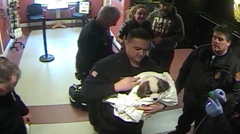 Драматическое спасение щенка, снятое камерой в полицейском участке