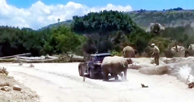 В мексиканском сафари-парке носорог попытался перевернуть внедорожник с туристами