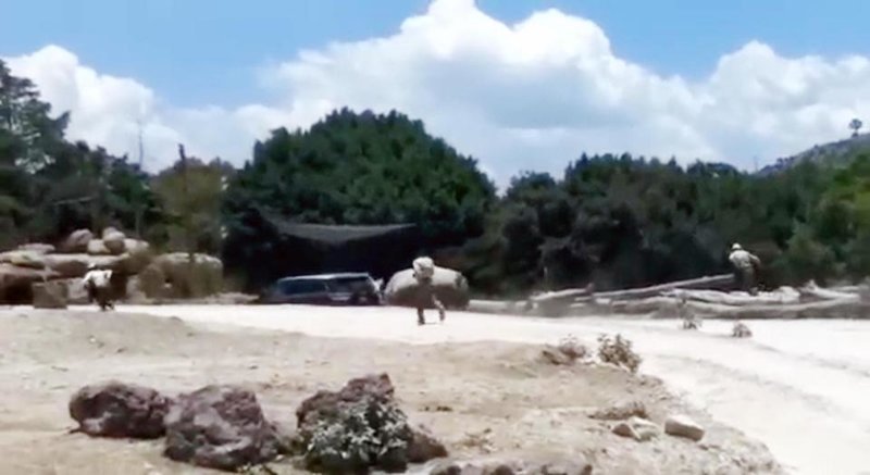 В мексиканском сафари-парке носорог попытался перевернуть внедорожник с туристами