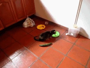 Никто не знает, что произошло между этими овощами и семейством кошачьих, но зелёные монстры обратили в бегство не один десяток усатых