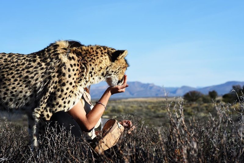 Красотка из Швеции нашла свой дом в африканской саване, где проживает рядом с гепардами
