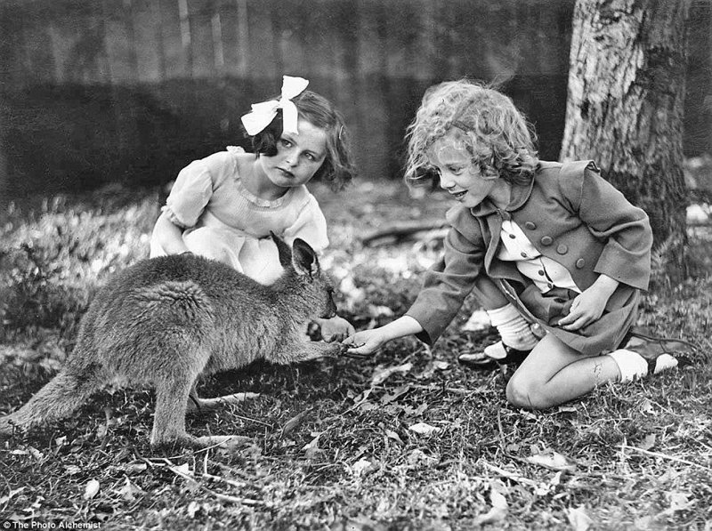 Двоюродные сестры Дафна и Лилибет кормят кенгуру, Национальный парк Кариджини, 1935 г.
