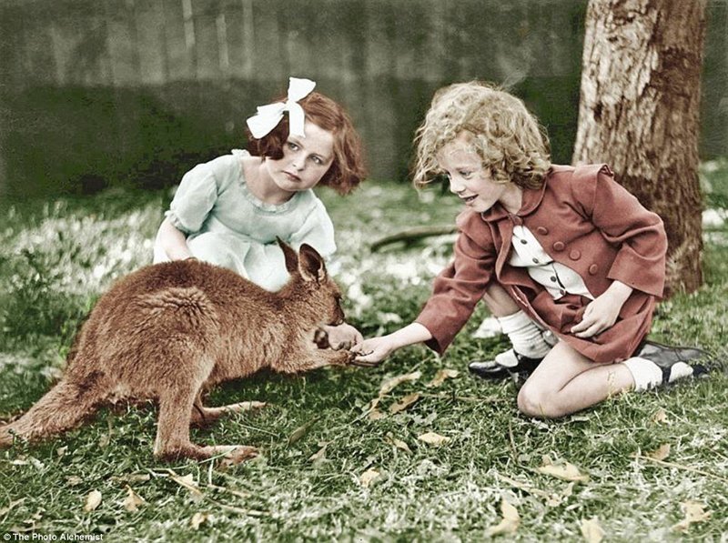 Двоюродные сестры Дафна и Лилибет кормят кенгуру, Национальный парк Кариджини, 1935 г.