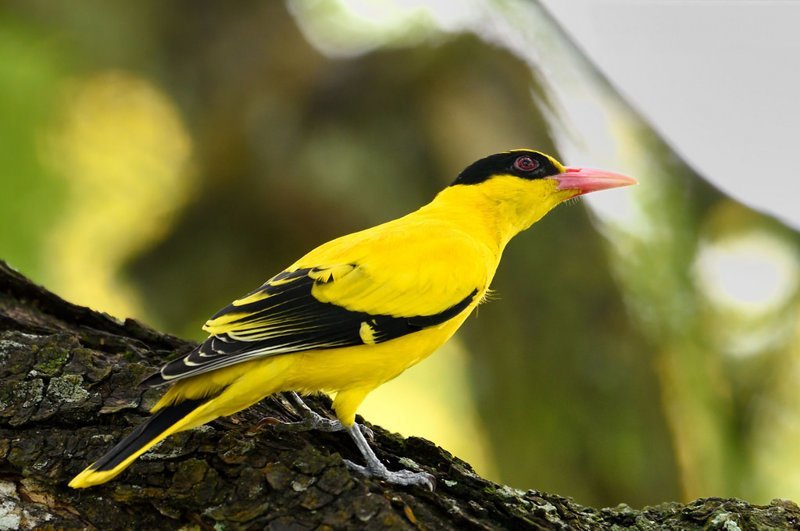 Идеи на тему «Иволга» (19) | птицы, птички, фотографии птиц