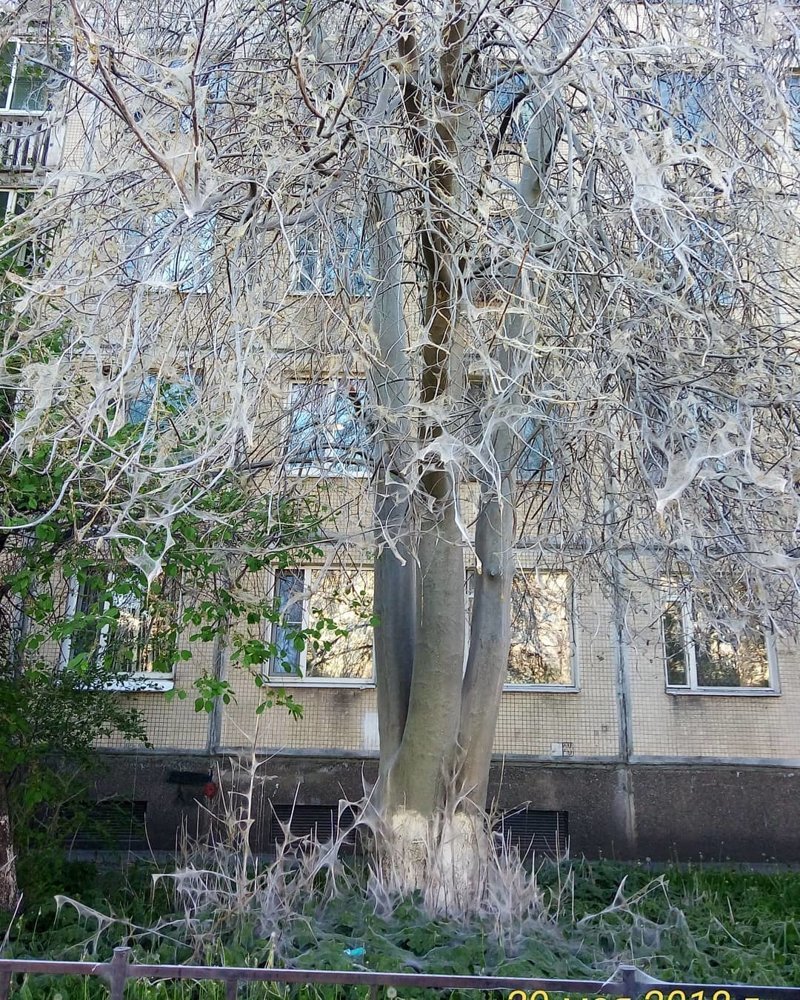 9. Санкт-Петербургские деревья тоже страдают от горностаевой черемуховой моли