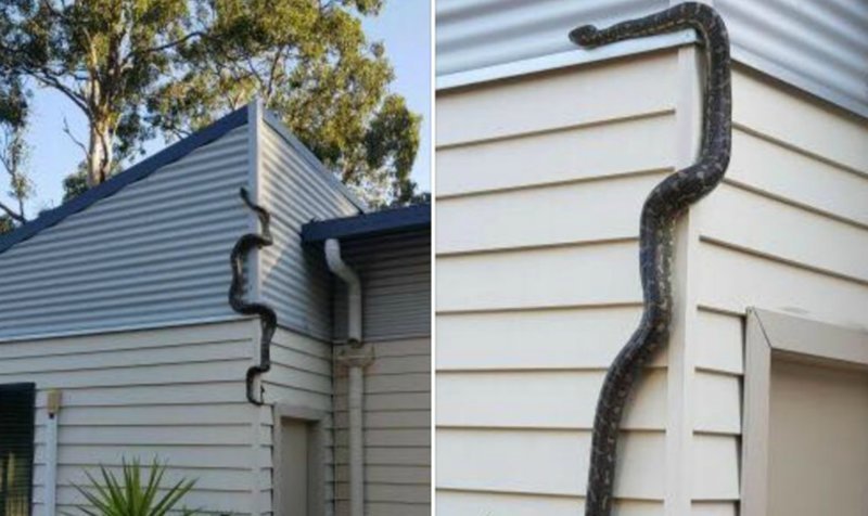 Австралиец случайно приютил огромного питона - пока не понял, что у змея далеко не добрые планы