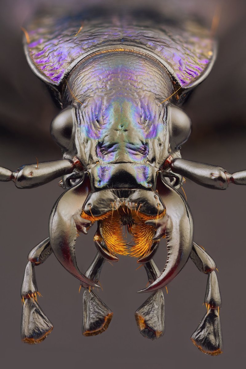 Умудренные жизнью жуки