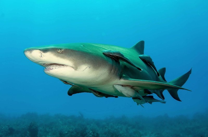 Рыбки - лимонная акула