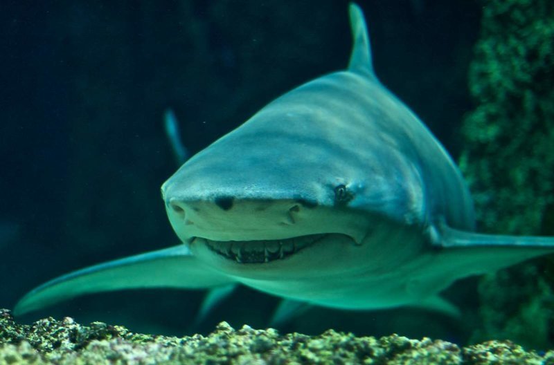 Рыбки - лимонная акула