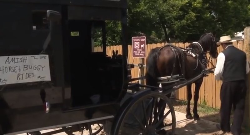 Амиши запустили собственный Uber с лошадьми и каретами