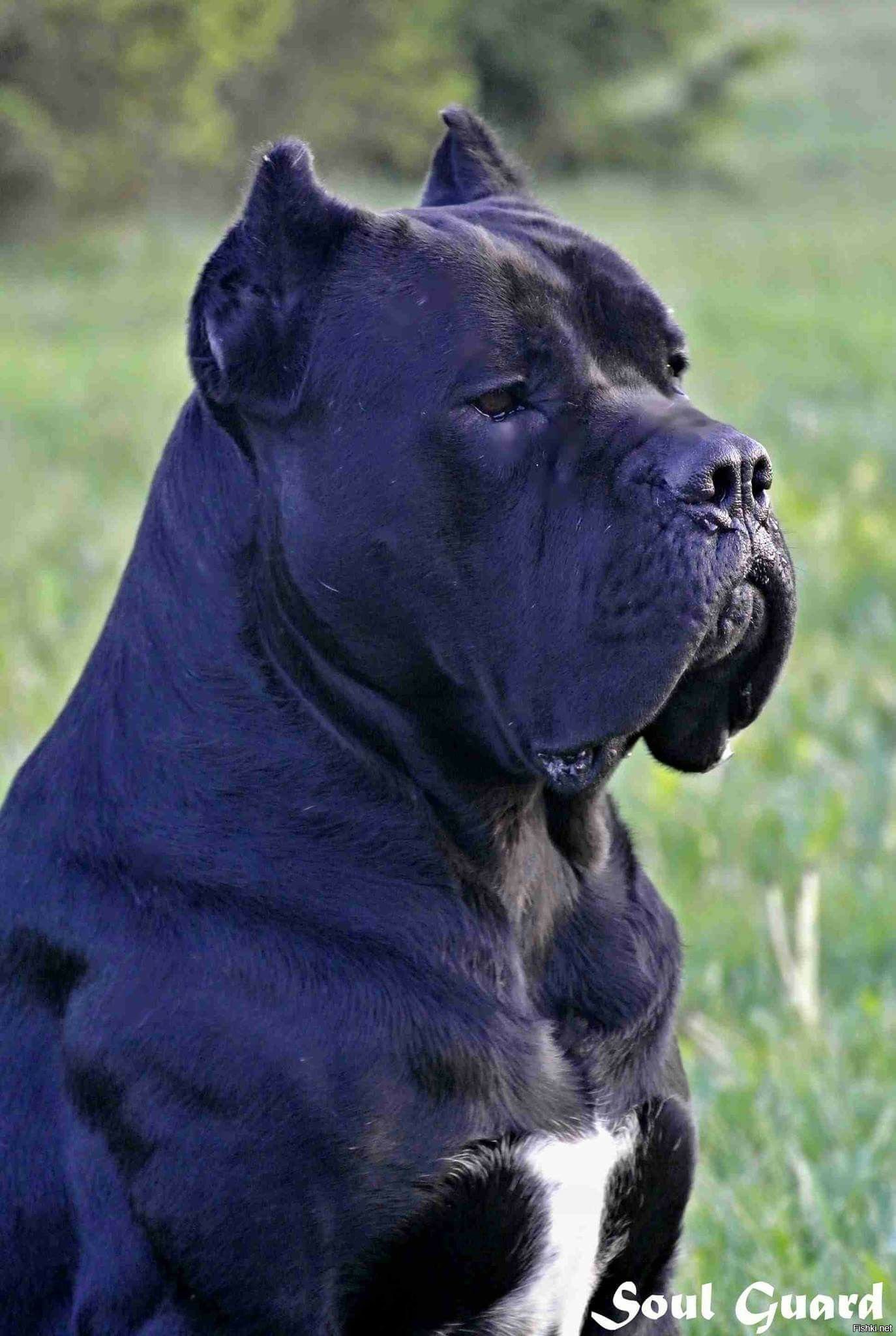 Кане корсо похожие. Кане Корсо. Мастиф Кане Корсо. Кане Корсо Корсо. Cane Corso собака.