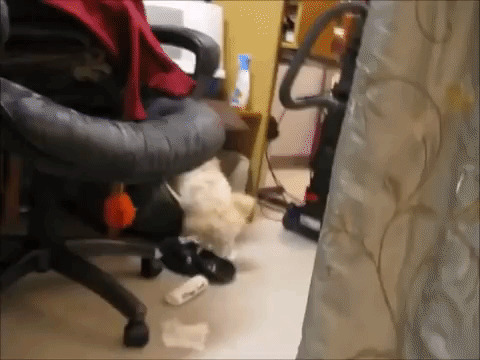 Свидетели умрут