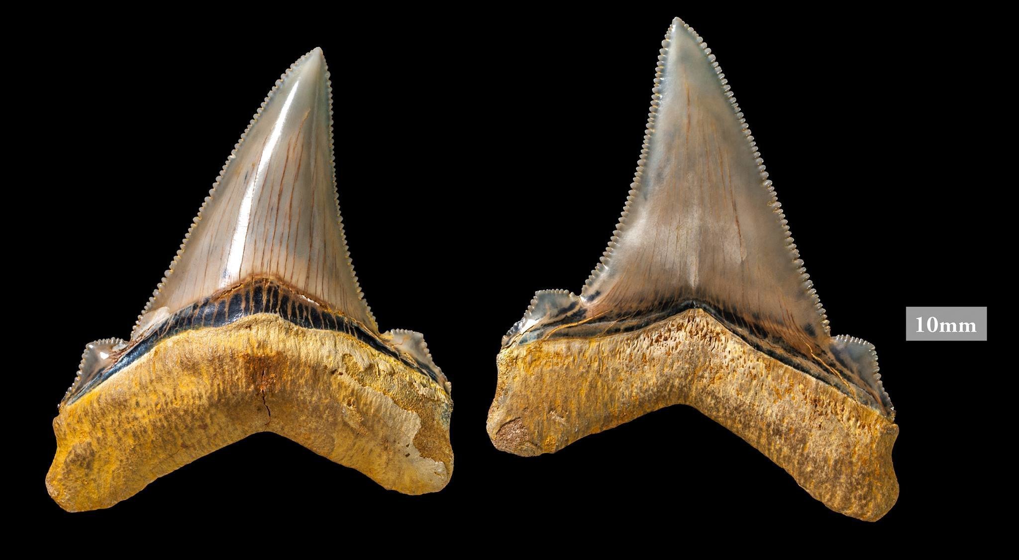 Большие зубы акулы. Зуб акулы МЕГАЛОДОН. Акула Carcharocles Angustidens. Зуб акулы МЕГАЛОДОНА. Находки МЕГАЛОДОНА.