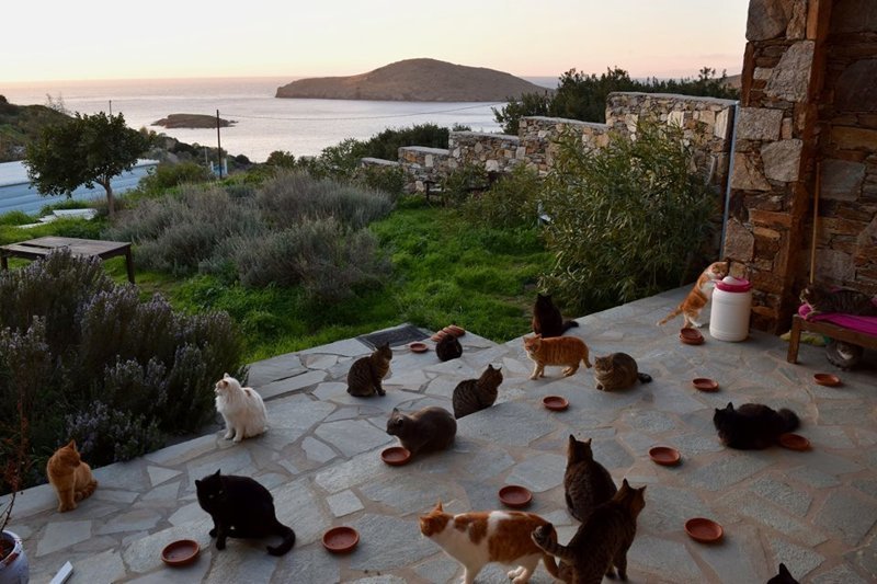 Как получать деньги, тусуясь с кошками на прекрасном греческом острове