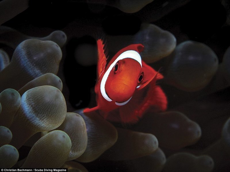 Рыба-клоун, остров Бунакен, Индонезия. Фотограф - Кристиан Бахманн, 2 место в категории "макро"