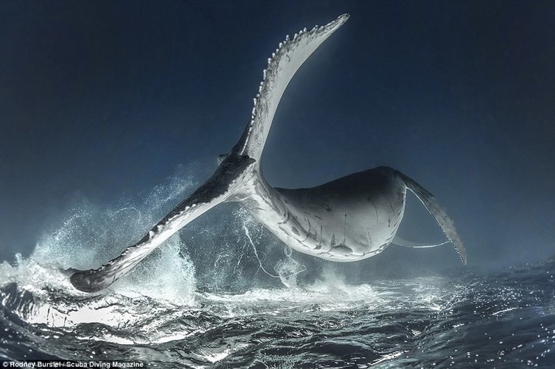 Полет кита, Тонга. Фотограф - Родни Барси. Гран-при