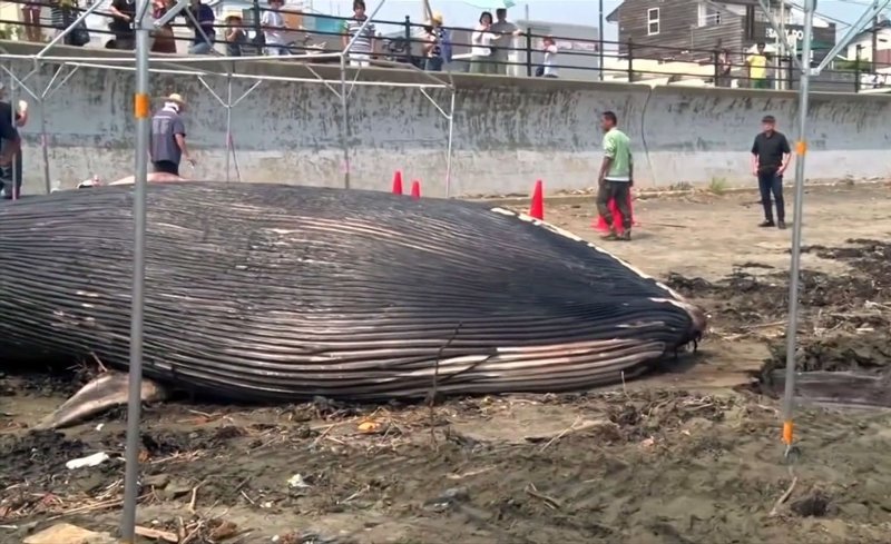 Тело молодого 10-метрового кита выбросило на берег в Японии