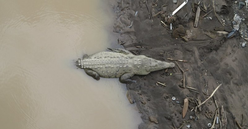 Живой крокодил