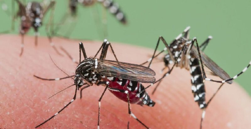 Краткий обзор средств борьбы с комарами