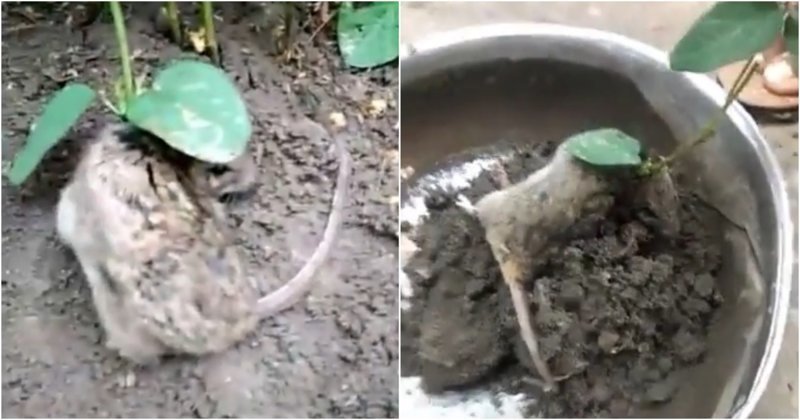 Индийский фермер нашел на своем поле живую крысу, из тела которой проросла соя