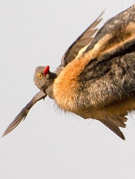Судя по фотографиям, эти птицы также умеют очищать ротовую полость животного от остатков пищи